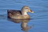 Mallard_Female.jpg